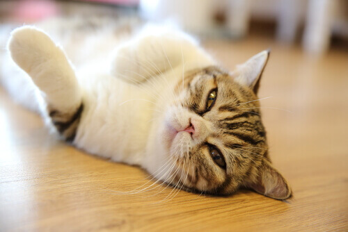 8 dicas para manter o seu gato sempre jovem