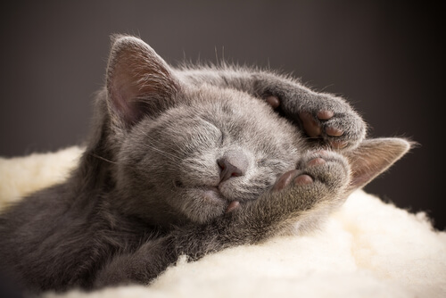 Padrões de sono e de preguiça dos gatos