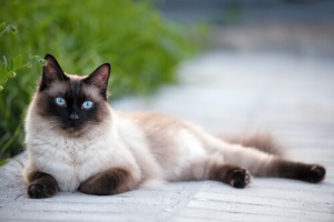 Conheça as raças de gatos mais sociáveis