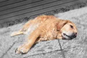 Medicamentos humanos proibidos para cachorros