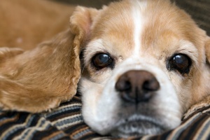 Por que o meu cachorro está com o nariz ressecado?