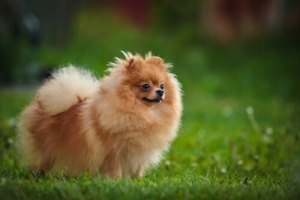 O Lulu da Pomerânia: carinhoso, inteligente e nada agressivo