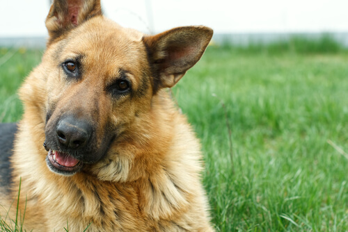 As 10 raças de cães alemães mais populares