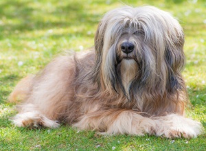 As características do Terrier Tibetano