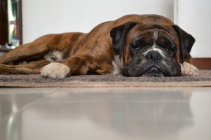 Remédios caseiros para tratar o vômito de cachorro