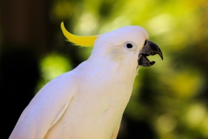 Você quer que o seu papagaio aprenda a falar?