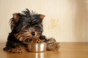 Como alimentar corretamente cães pequenos
