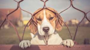 Como combater a ansiedade por separação do meu cão?