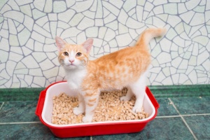 Areia para gatos: escolha a mais adequada