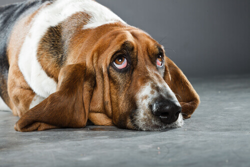 Cão da raça Basset Hound