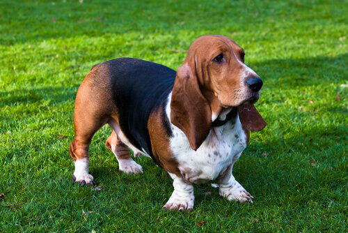 O Basset Hound: um cão incrível