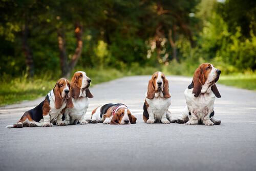 Cães Basset Hound