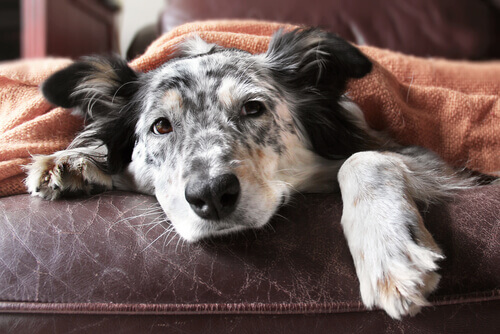 Guia da velhice para cães