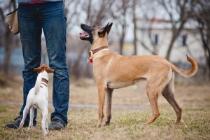 Os cães entendem o que dizemos?