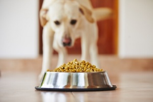Comida para cães e dúvidas frequentes sobre elas