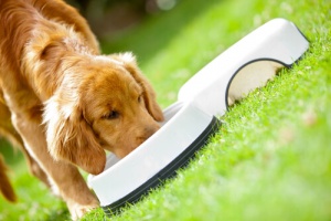 Os principais problemas que afetam o tubo digestivo dos cães