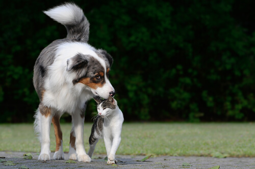 O rabo dos cães nos indica algo