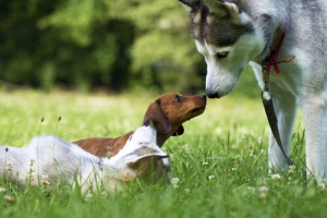Problemas que um cão mal-educado pode causar