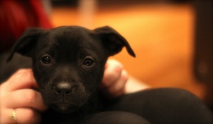 4 razões para conversar com o seu cão