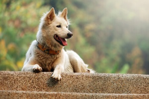 O comportamento estereotipado nos cães