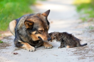 Cão adota e protege gatinho abandonado