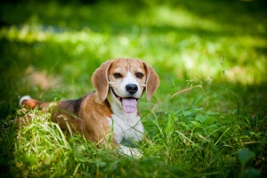A língua dos cães, compreenda o seu animal