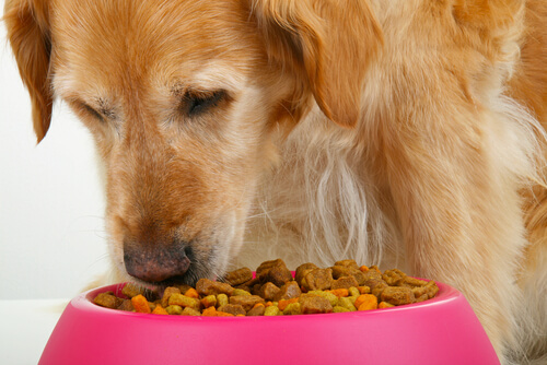 Quanto alimento você deve dar ao seu cachorro por dia? Quanto alimento você deve dar ao seu cachorro por dia?