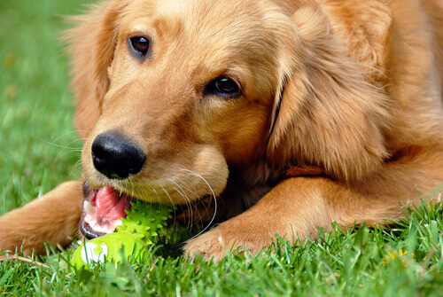 Faça você mesmo brinquedos para seu cão. Ele vai adorar!