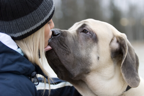 A reação de um cachorro que não via seu dono há três dias A reação de um cachorro que não via seu dono há três dias