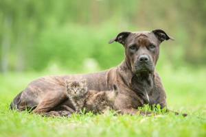 9 coisas que você deve ter em conta antes de adotar um segundo animal