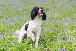 A aromaterapia em cães, o que é?