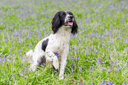 A aromaterapia em cães, o que é? A aromaterapia em cães, o que é?