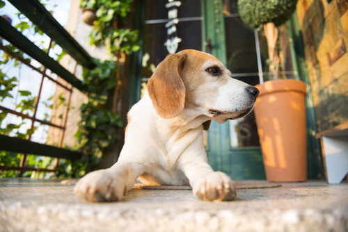 5 dicas para o cão que fica sozinho em casa ser mais feliz