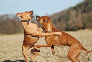 Cachorros dominantes e sua importância