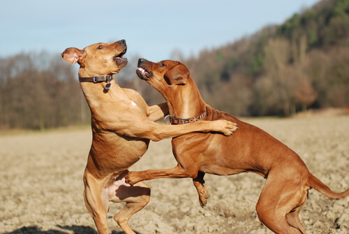 Cachorros dominantes e sua importância
