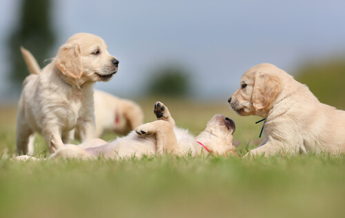 Cachorro-golden-retriever1