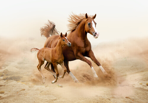 Você sabe quais são as anomalias mais comuns nos cavalos?