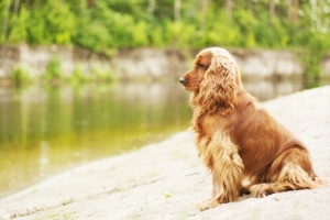O que é otohematoma em cães? Saiba aqui!