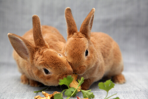 Como alimentar os coelhos de maneira adequada Como alimentar os coelhos de maneira adequada
