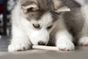 Problemas digestivos por dar comida humana aos cães