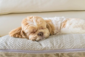 O sono dos cães: Quanto eles dormem?