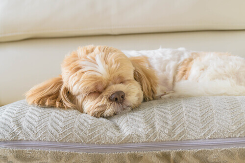 O sono dos cães: Quanto eles dormem?