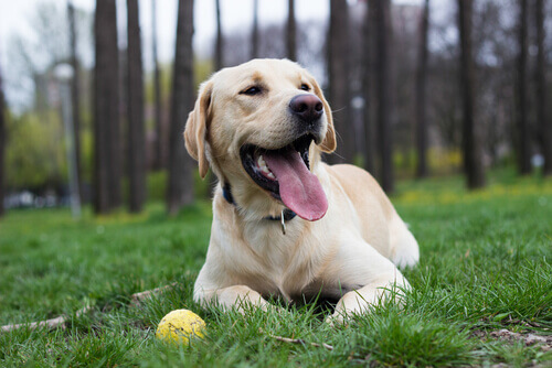 cão-labrador-bola