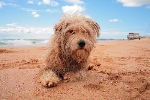 Por que os cães arranham o chão após fazerem suas necessidades? Por que os cães arranham o chão após fazerem suas necessidades?