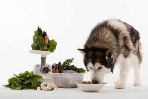 Dieta com legumes para cães