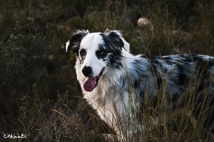 Sinais de envelhecimento nos cães