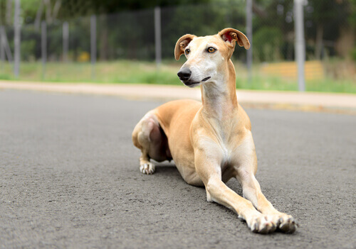 Cão da raça Galgo