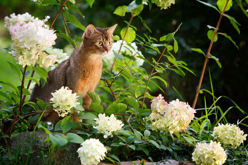 O Abissínio, o gato dos olhos curiosos