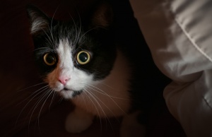 Comportamentos e conflitos em gatos: medo, fobia e ansiedade