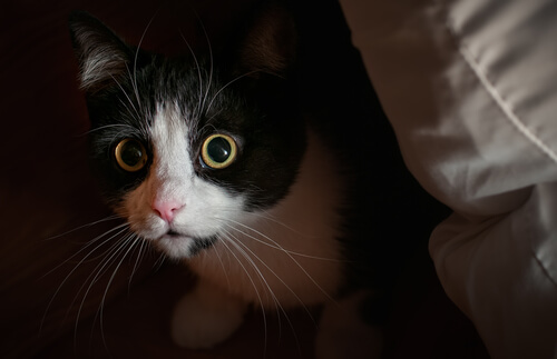 Comportamentos e conflitos em gatos: medo, fobia e ansiedade Comportamentos e conflitos em gatos: medo, fobia e ansiedade